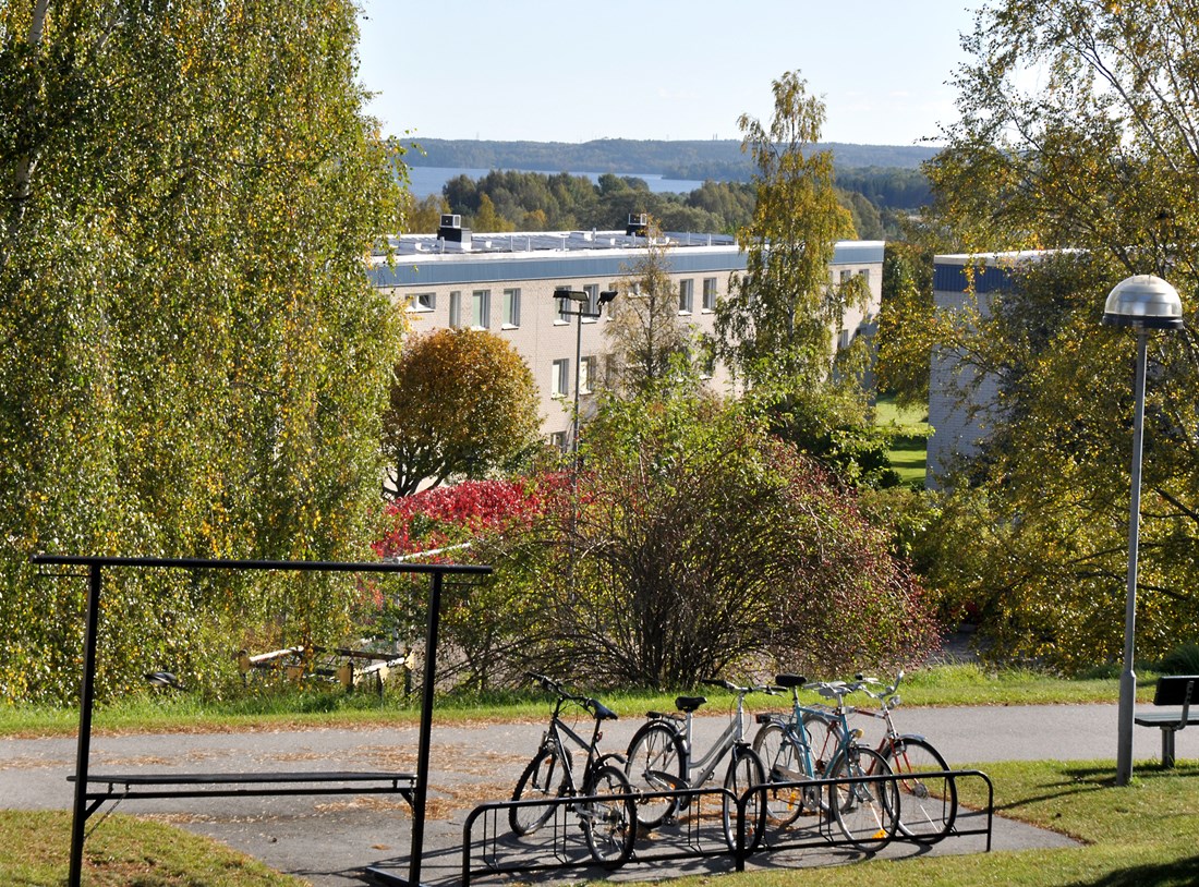 Gröna gårdar och träd i Ekhammar